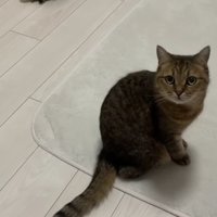 室内にいる猫