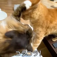 テロップ「コラコラ！」