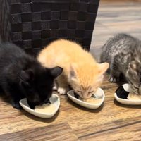 食べる4匹