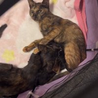 お乳を吸われる子猫