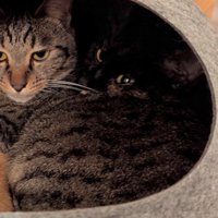 振り返る黒猫