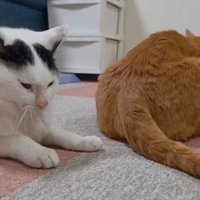 2匹の猫