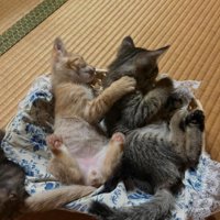 仰向けの子猫