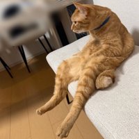 遠くを見つめる猫