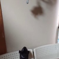 ぬいぐるみを見上げる子猫