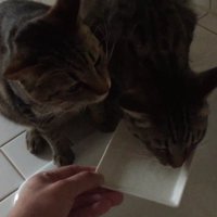 お皿から顔を上げたキジトラ猫とまだ水を飲んでいるキジトラ猫