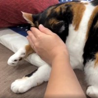 寝ている猫