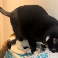 三毛猫の上に座ろうとする猫