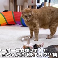 子猫に向かって鳴く成猫