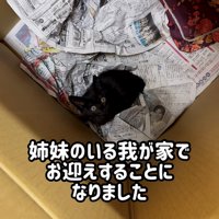 箱の中にいる黒猫の子猫