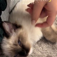 なでられる子猫