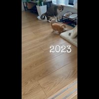 身を低くする子猫