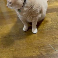左を向く猫