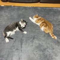 「ハ」の形で寝る猫