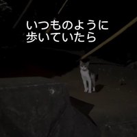 暗闇に佇む1匹の猫