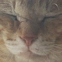 室内にいる猫