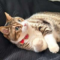 横になり右手を少し持ち上げる猫