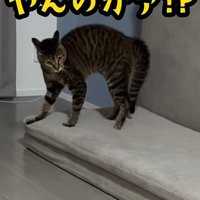 威嚇をする猫