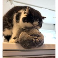 室内にいる猫たち