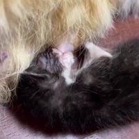 母乳を飲む子猫