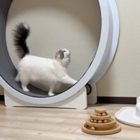 歩く猫
