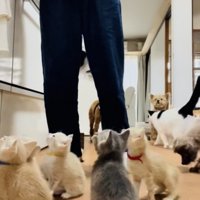 投稿主さんのごはんの準備が待ちきれず騒ぐ子猫たち
