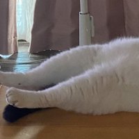 猫の足
