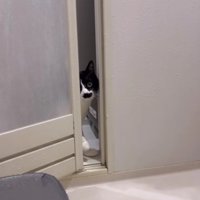 おふろ場に入ってくる猫