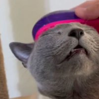 ブラッシングされている猫