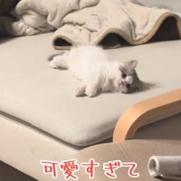 寝転がる猫