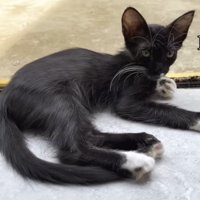 くつろいでいる白黒の子猫