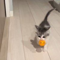 ボールをくわえながら前へ進むわさびくん