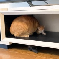 取り押さえ
