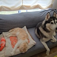 猫の隣に座る犬