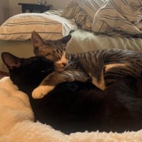 抱き合って寝る2匹の猫