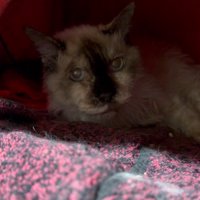 こたつに入っている猫