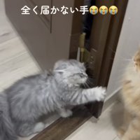 先輩猫に手が届かない子ネコ