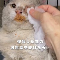 目を拭いてもらう猫