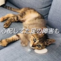 ソファでくつろぐ保護猫