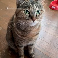 見つめる猫