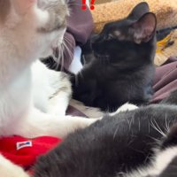キジ白猫の体から顔を離す黒猫