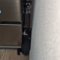 入りきっていない猫