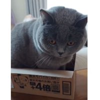 ダンボール箱に入ろうとする猫