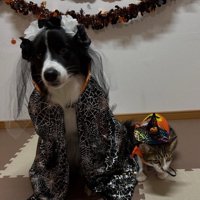 衣装を着る犬と猫