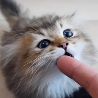 甘嚙みする子猫