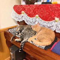 ピアノの上で寝る2匹の猫