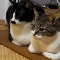 座る2匹の猫