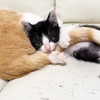 目を覚ますロアちゃん