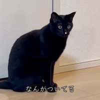 見つめる猫