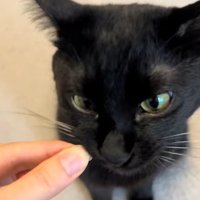ひげを持っている飼い主とひげをくわえる黒猫